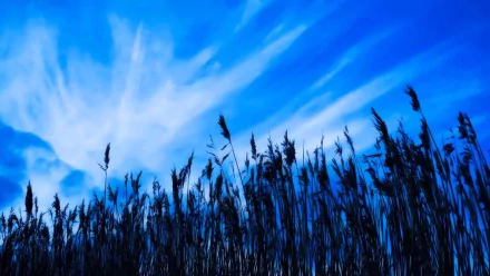 HD PC desktop wallpaper featuring a serene cornfield silhouette against a vivid blue sky with wispy clouds, capturing the tranquility of nature.
