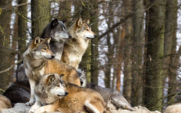 A high-definition desktop wallpaper featuring a pack of wolves resting together in a dense forest, against a backdrop of tall trees.