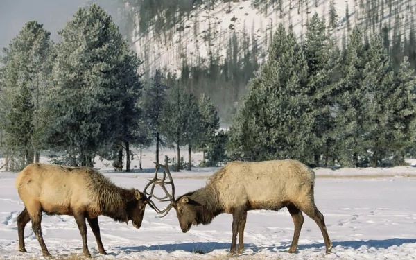 HD PC desktop wallpaper featuring two elk locking antlers in a snowy forest clearing with tall pine trees and a mountain backdrop.