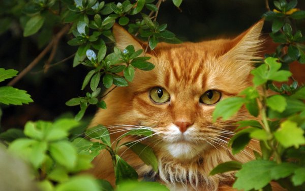 Animal Cat Cats HD Wallpaper | Background Image