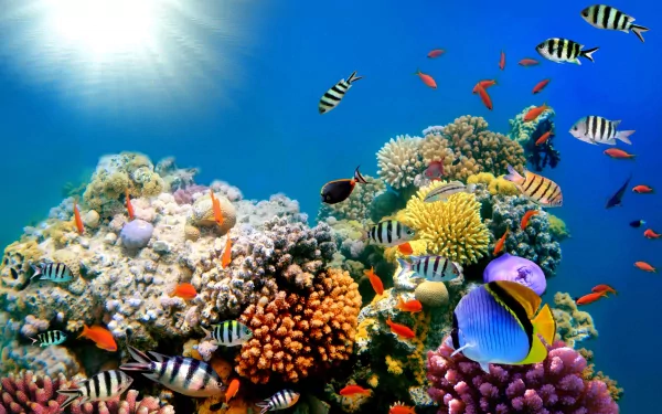 HD PC desktop wallpaper showing colorful fish swimming around vibrant coral reefs under bright sunlight in clear blue ocean water.