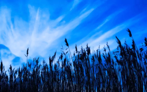 HD PC desktop wallpaper featuring a serene cornfield silhouette against a vivid blue sky with wispy clouds, capturing the tranquility of nature.
