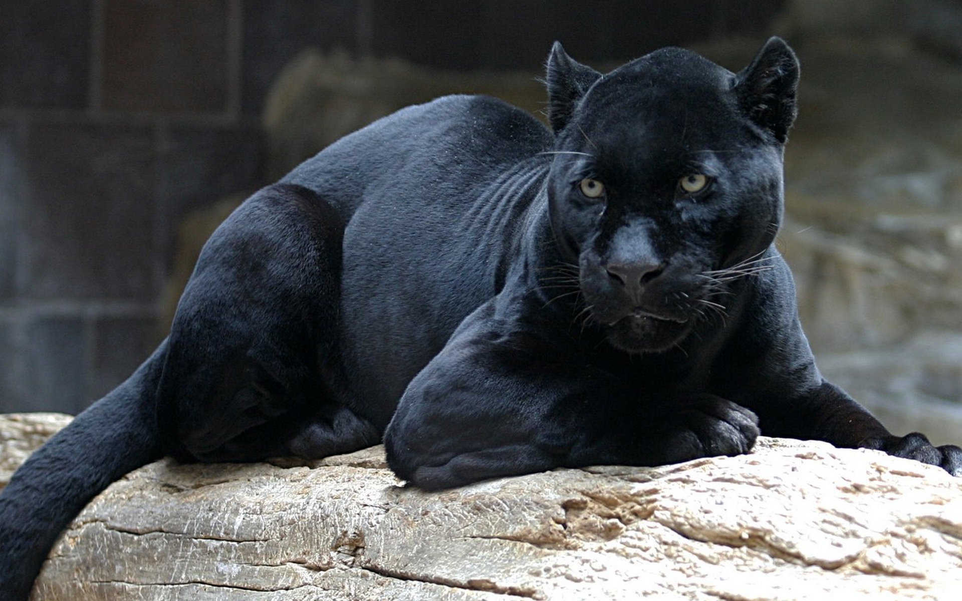 Download Animal Black Panther HD Wallpaper