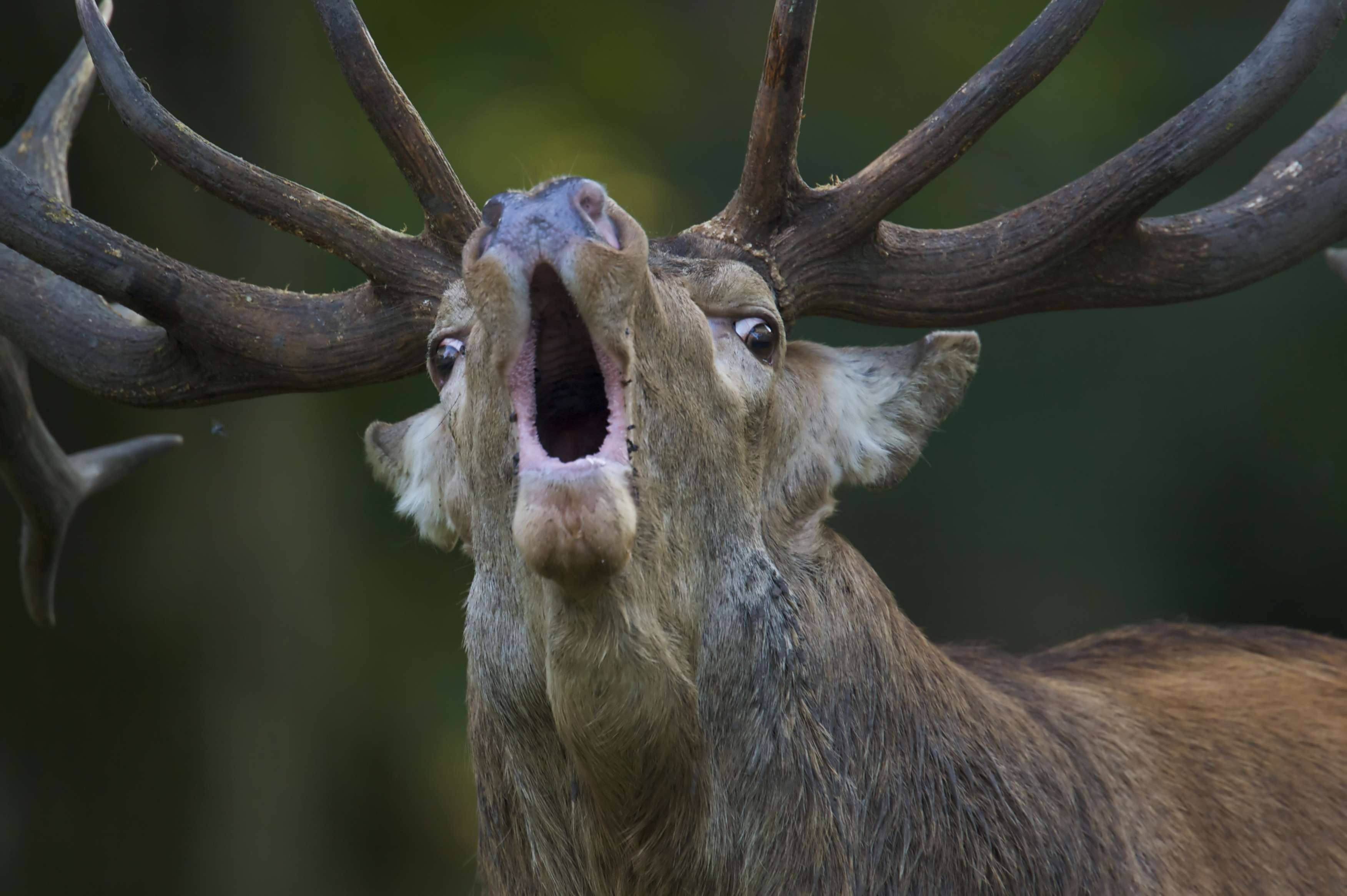 Animal Red Deer HD Wallpaper | Background Image