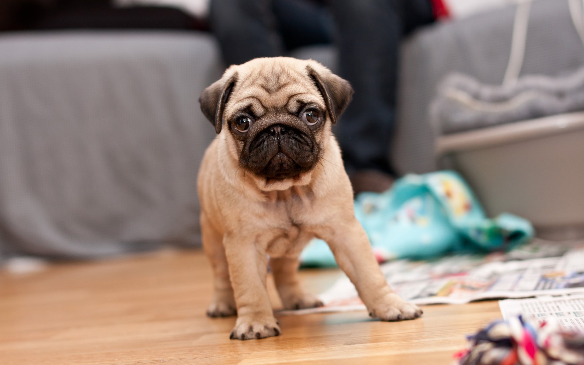 A cute pug puppy stands on a wooden floor, looking curiously at the camera, surrounded by a cozy indoor setting, creating a warm and inviting HD desktop wallpaper background.