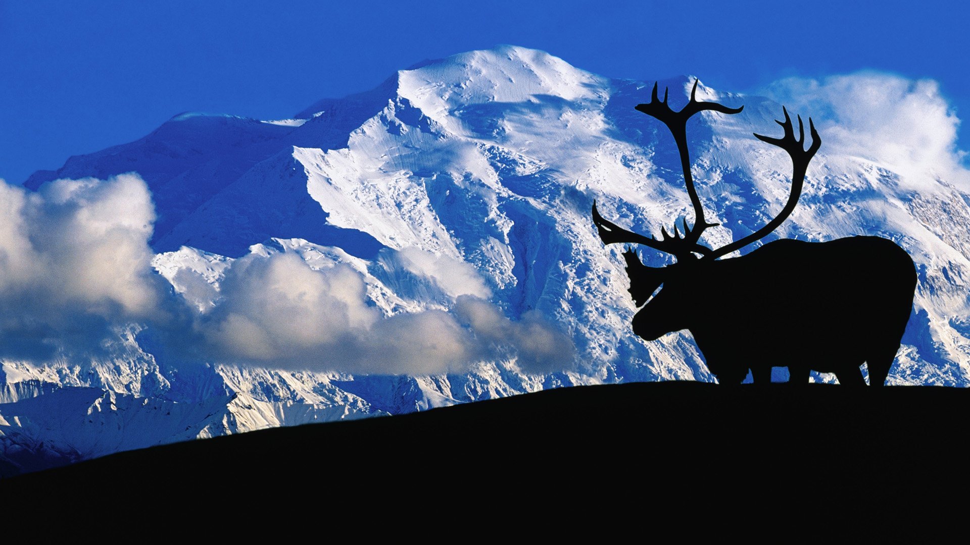 HD desktop wallpaper featuring the silhouette of an elk standing against a snowy mountain backdrop under a clear blue sky.