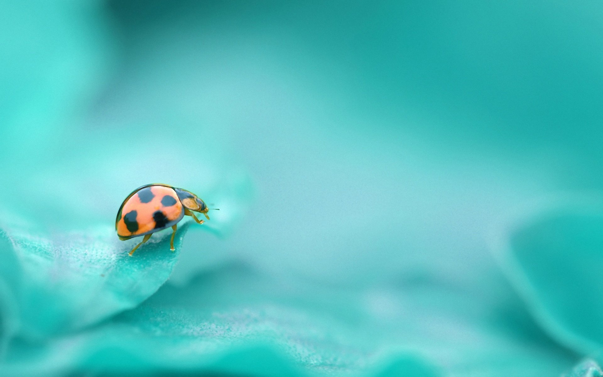 A close-up HD desktop wallpaper of a ladybug on a blue-green surface, featuring a shallow depth of field that highlights the insect against a soft, blurred background.