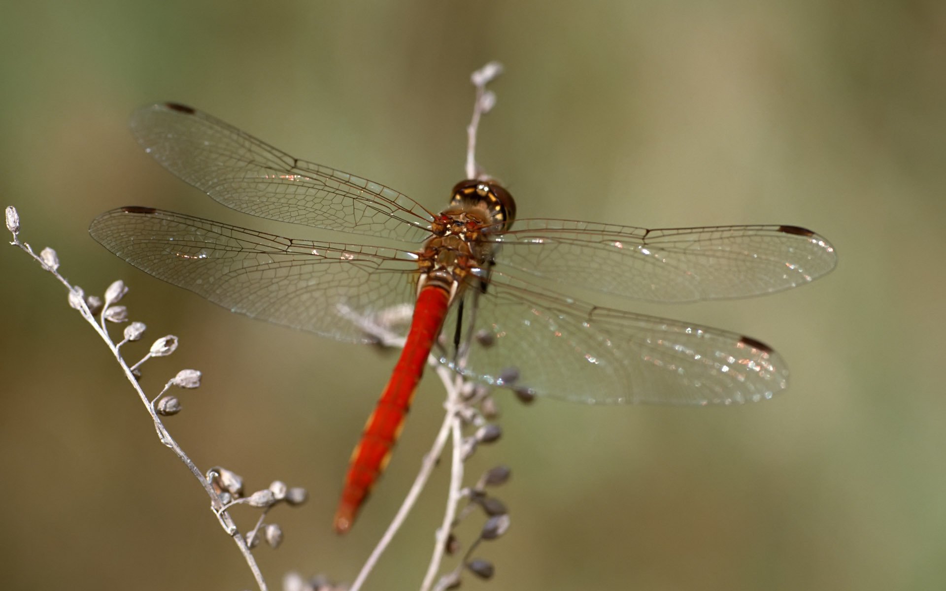 Libelle HD Wallpaper Hintergrund 1920x1200 ID349617 Wallpaper