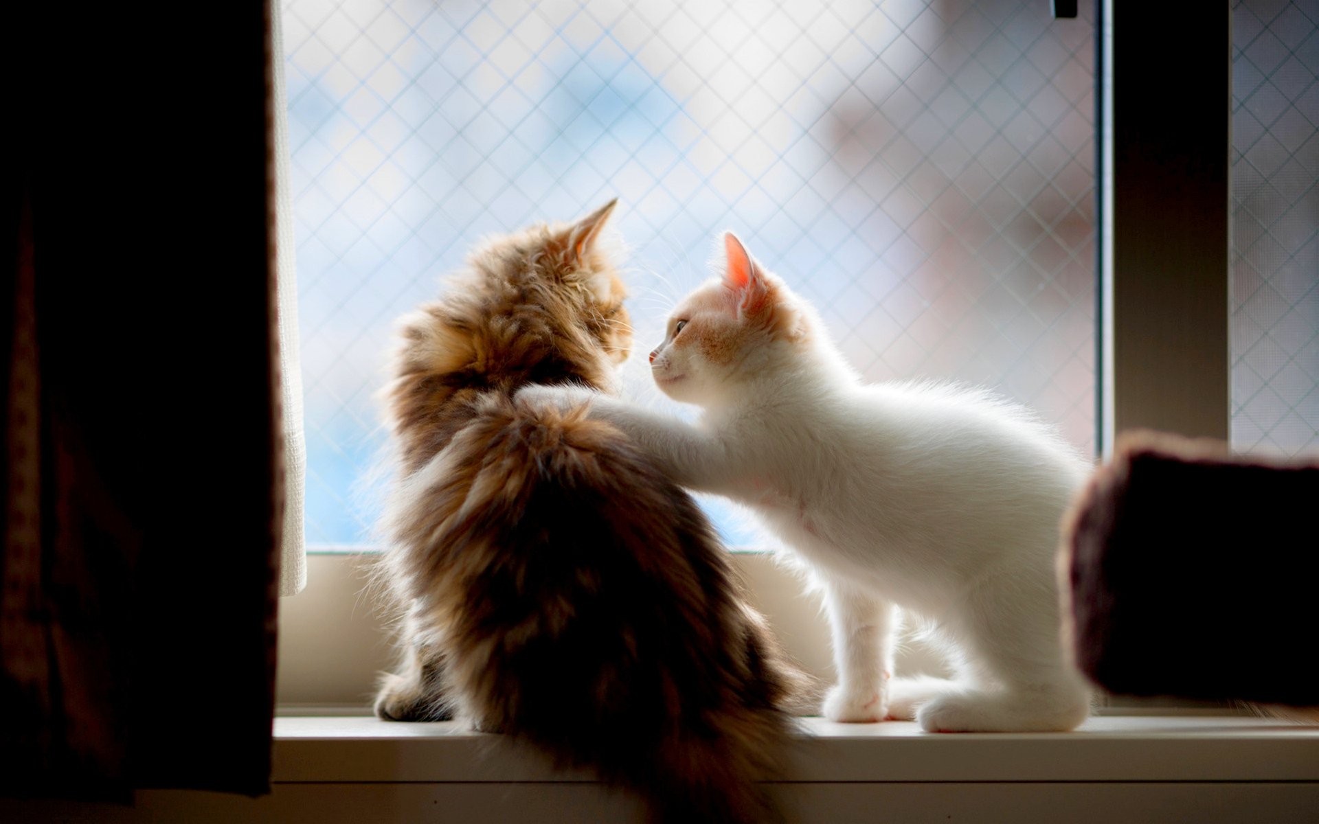 Two cats cuddle together on a windowsill, one fluffy and brown, the other white with orange patches. This heartwarming scene makes for a charming HD desktop wallpaper and background.
