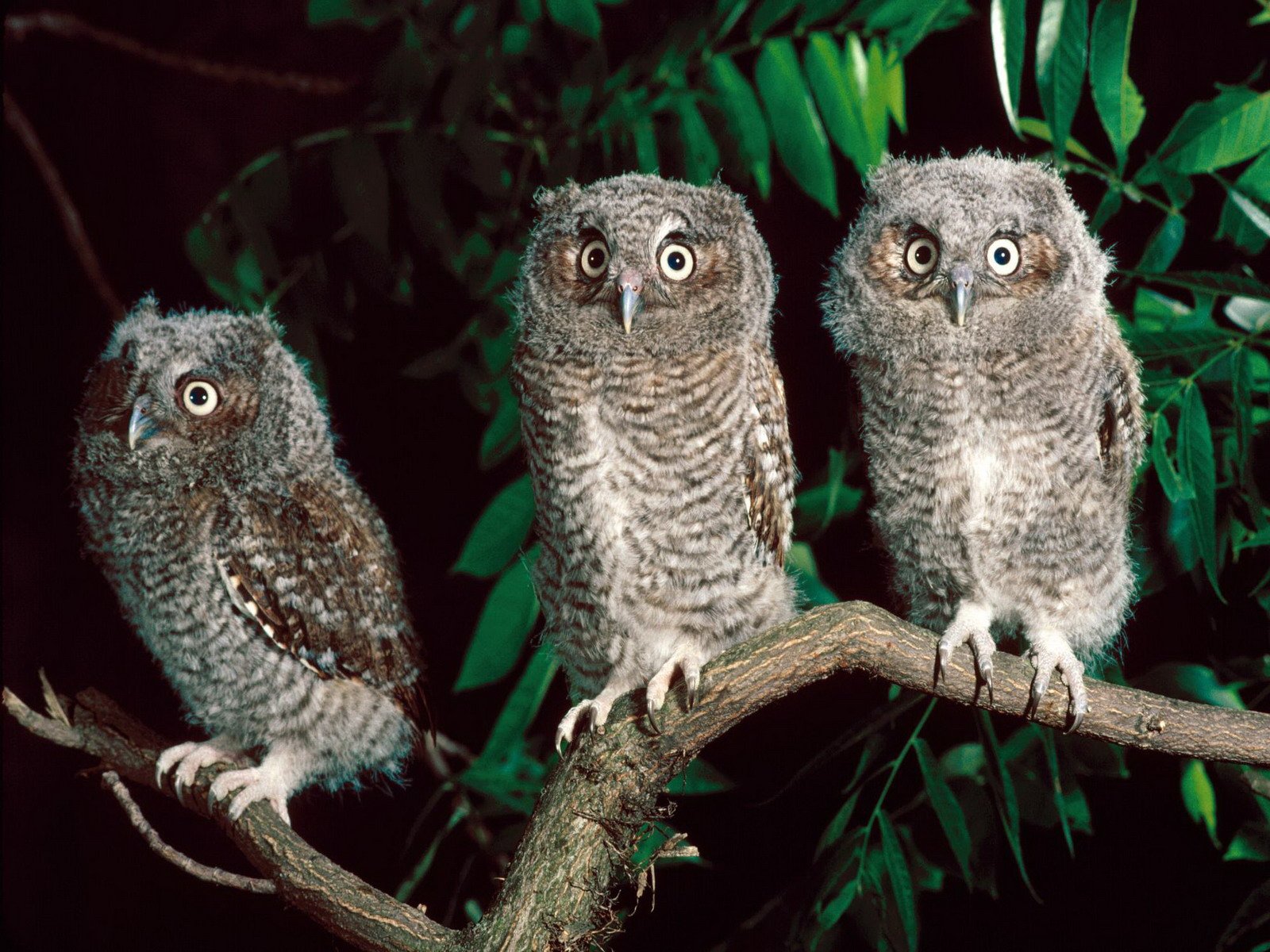 Majestic Owls in HD: Nighttime Guardians Wallpaper | 1600x1200 ...