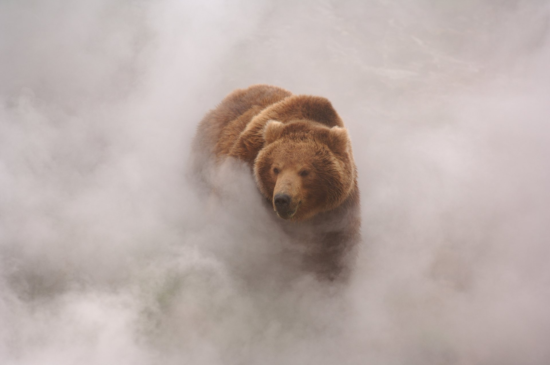 A majestic bear emerges from misty surroundings, capturing the essence of nature in this stunning HD desktop wallpaper and background.