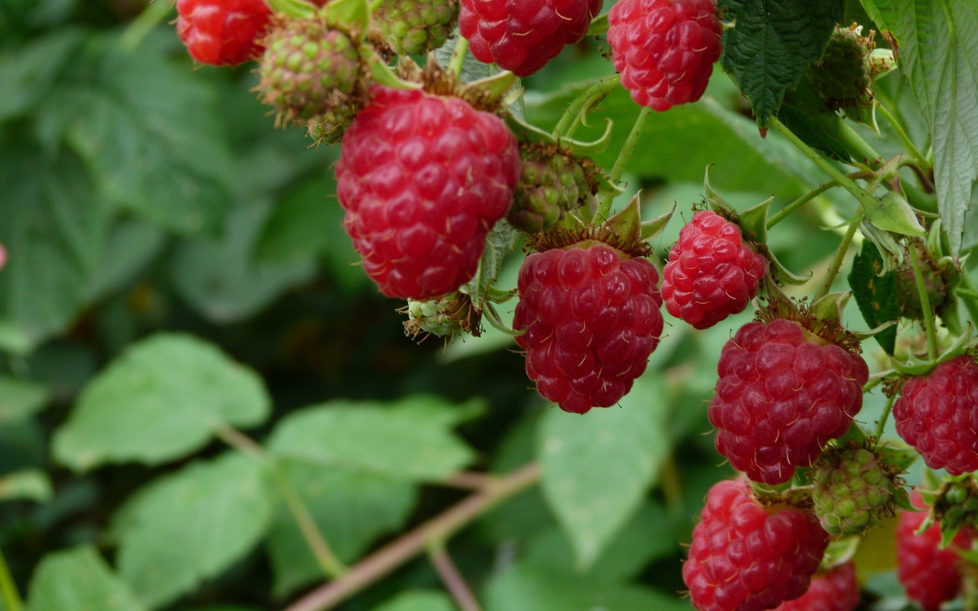 Raspberry Bounty — 2K Quad HD Food Wallpaper | 2560x1600 | Wallpaper Abyss
