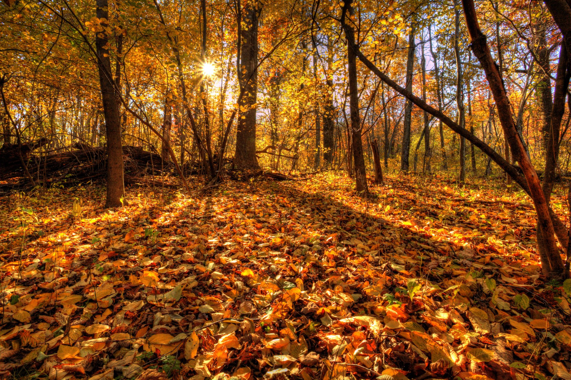 Natural fall. Осенний лес. Осень в лесу. Лес осенью. Осень картинки красивые на рабочий стол.