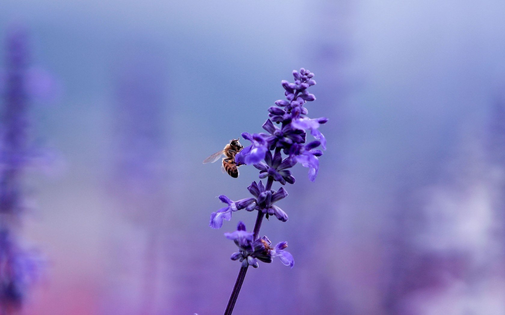 HD desktop wallpaper of a bee collecting nectar from a purple flower against a soft, blurred lavender background.