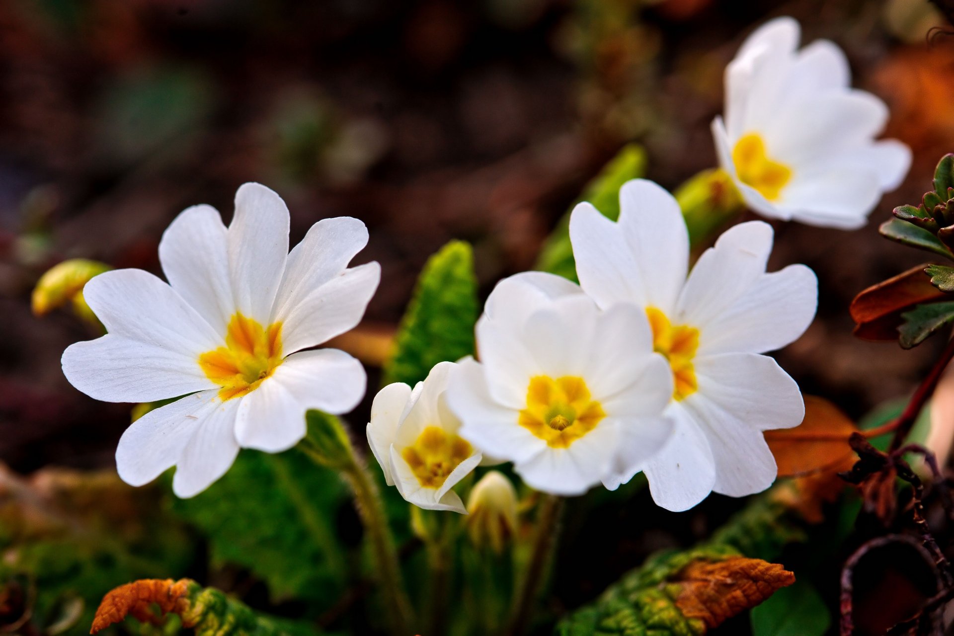 Close-up of delicate white flowers with yellow centers, surrounded by green leaves, set against a natural background. 4K Ultra HD wallpaper capturing the beauty of nature.