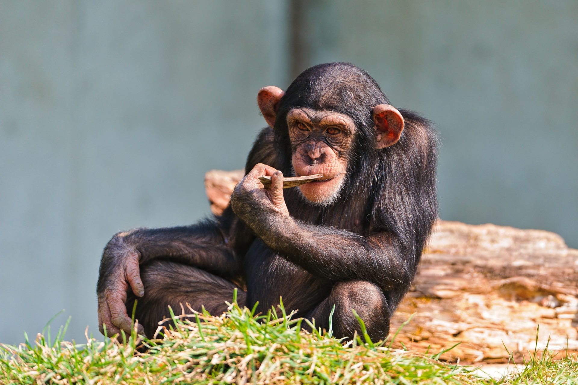 Download Animal Chimpanzee HD Wallpaper