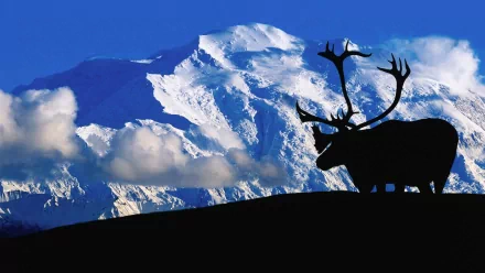 HD desktop wallpaper featuring the silhouette of an elk standing against a snowy mountain backdrop under a clear blue sky.