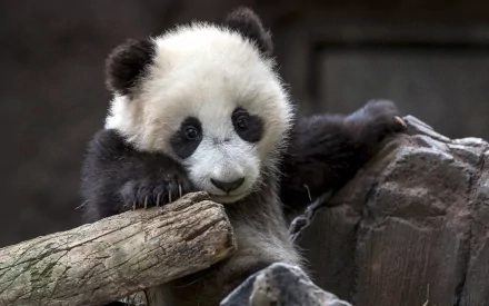 A close-up of a playful panda resting on a log, capturing the charm of this adorable animal. This HD image serves as a delightful desktop wallpaper or background.
