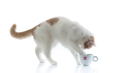 HD PC desktop wallpaper featuring a white cat with orange spots curiously inspecting a small white cup against a clean white background.