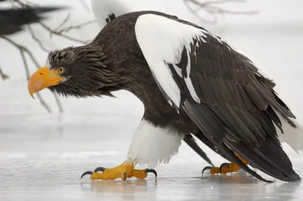 A striking Steller's Sea Eagle, a majestic bird of prey, captured in motion on ice, showcasing its powerful presence. A stunning 4K Ultra HD wallpaper for nature enthusiasts.