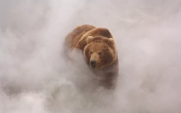 A majestic bear emerges from misty surroundings, capturing the essence of nature in this stunning HD desktop wallpaper and background.