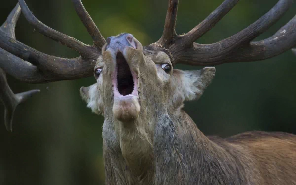 Animal red deer HD Desktop Wallpaper | Background Image