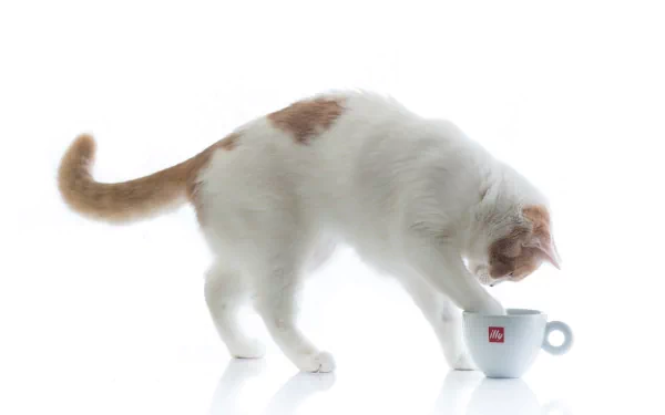 HD PC desktop wallpaper featuring a white cat with orange spots curiously inspecting a small white cup against a clean white background.