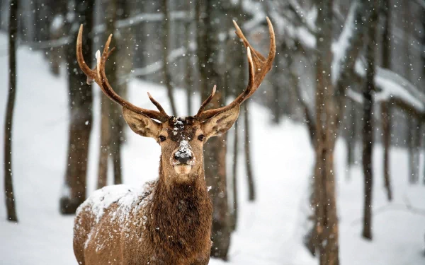HD desktop wallpaper featuring a majestic deer standing in a snowy, wooded area with falling snowflakes.