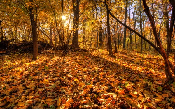 A vibrant autumn scene featuring a sunlit forest filled with golden leaves on the ground, showcasing the beauty of fall in nature. A stunning HD desktop wallpaper and background.