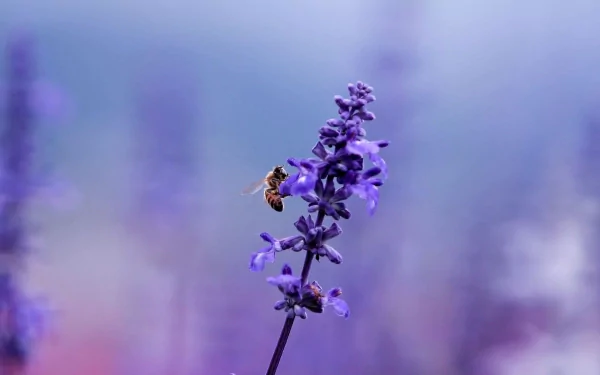HD desktop wallpaper of a bee collecting nectar from a purple flower against a soft, blurred lavender background.