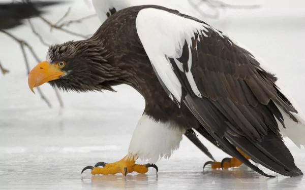 A striking Steller's Sea Eagle, a majestic bird of prey, captured in motion on ice, showcasing its powerful presence. A stunning 4K Ultra HD wallpaper for nature enthusiasts.