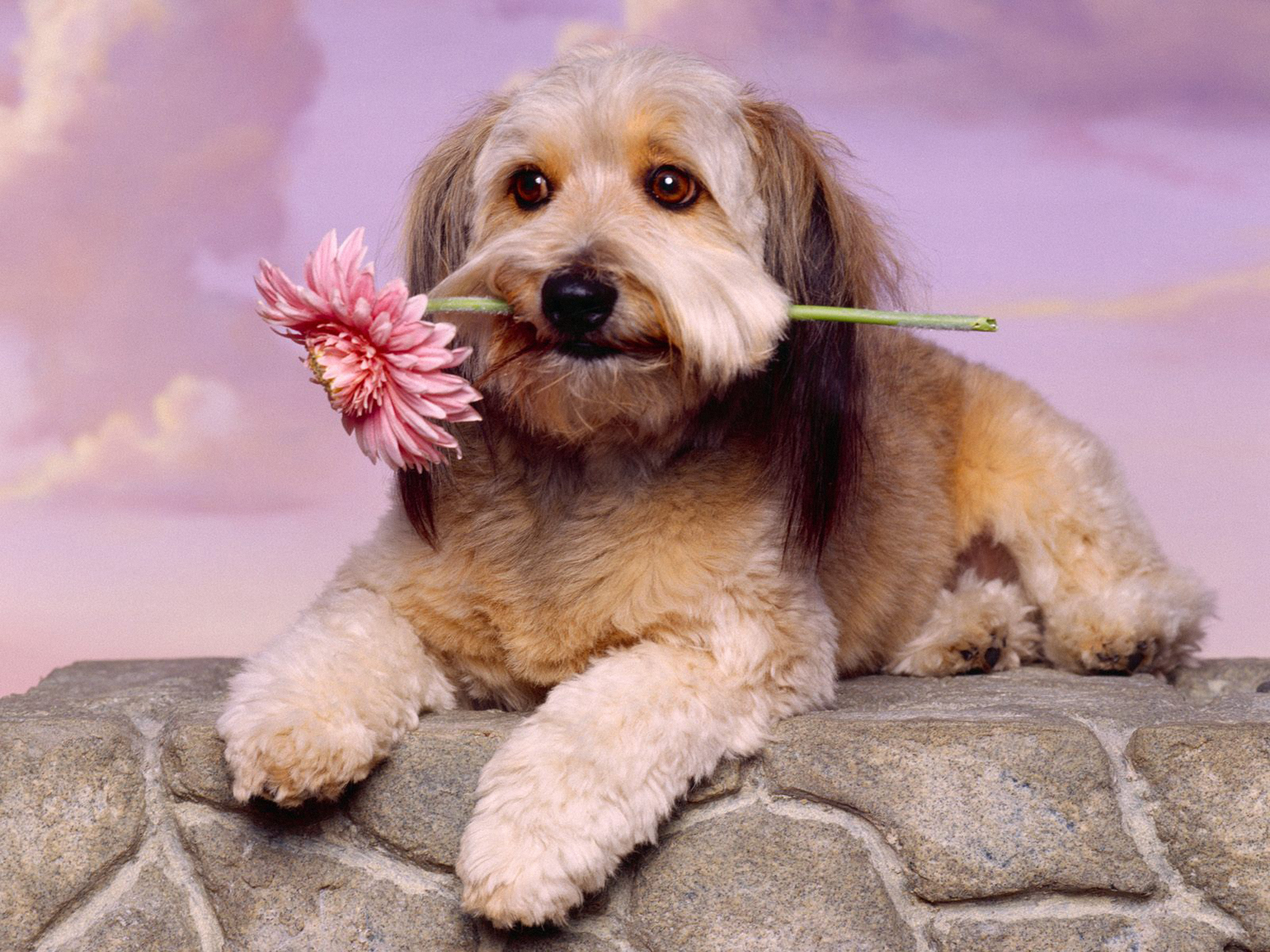 Dog HD Wallpaper | Background Image | 2560x1920 | ID:350204 - Wallpaper