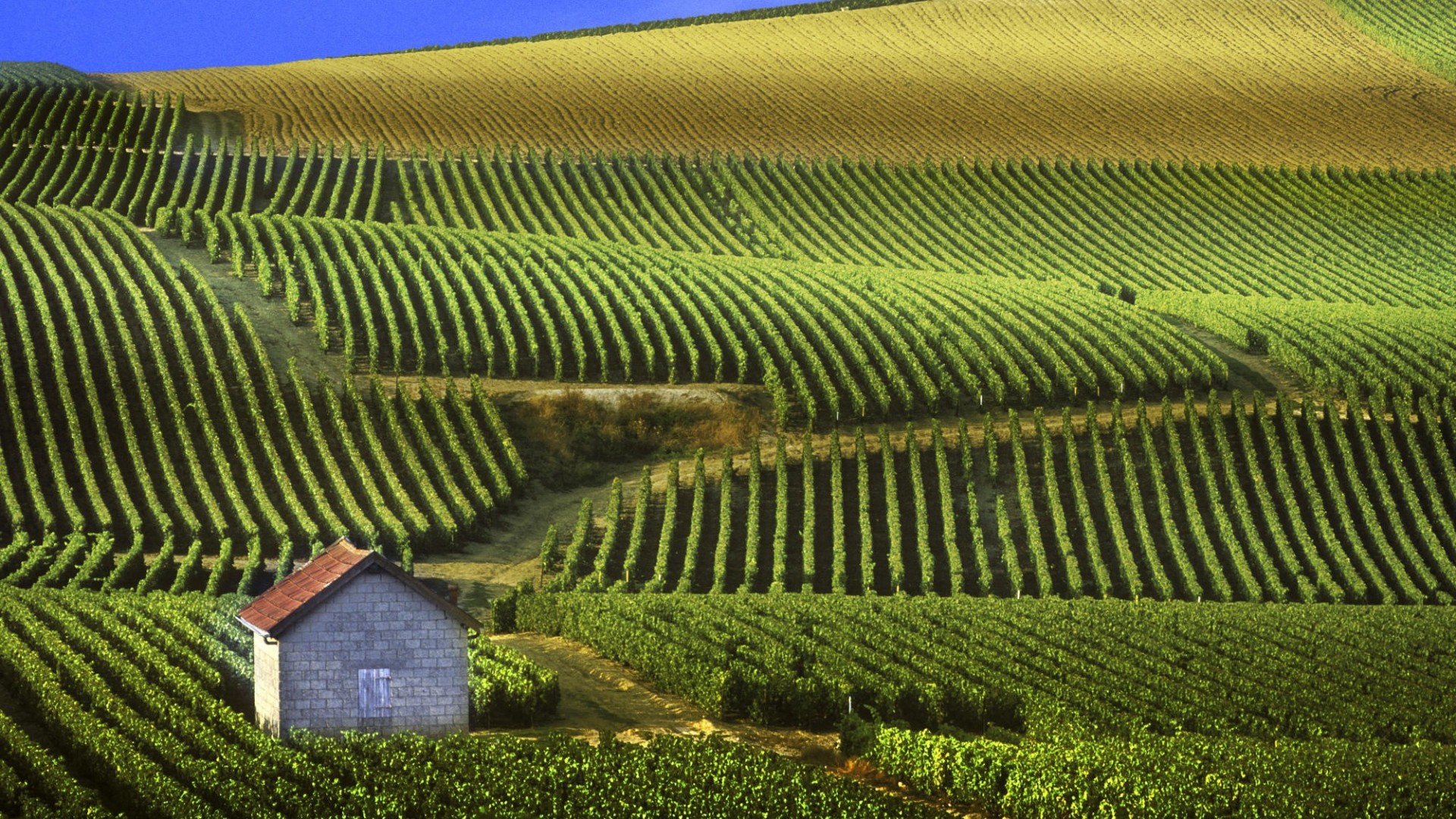 Man Made Vineyard HD Wallpaper | Background Image