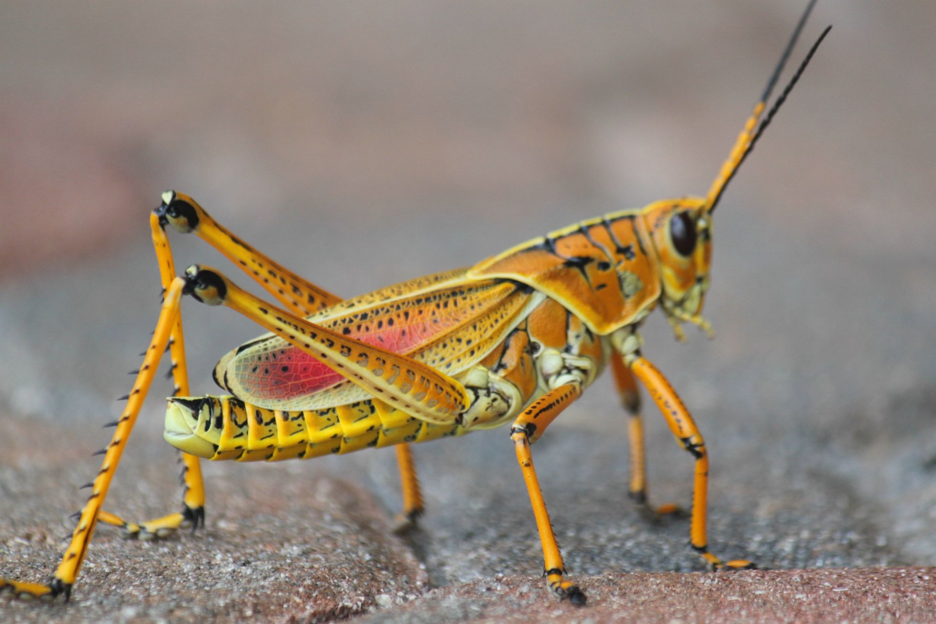 Download Animal Grasshopper HD Wallpaper