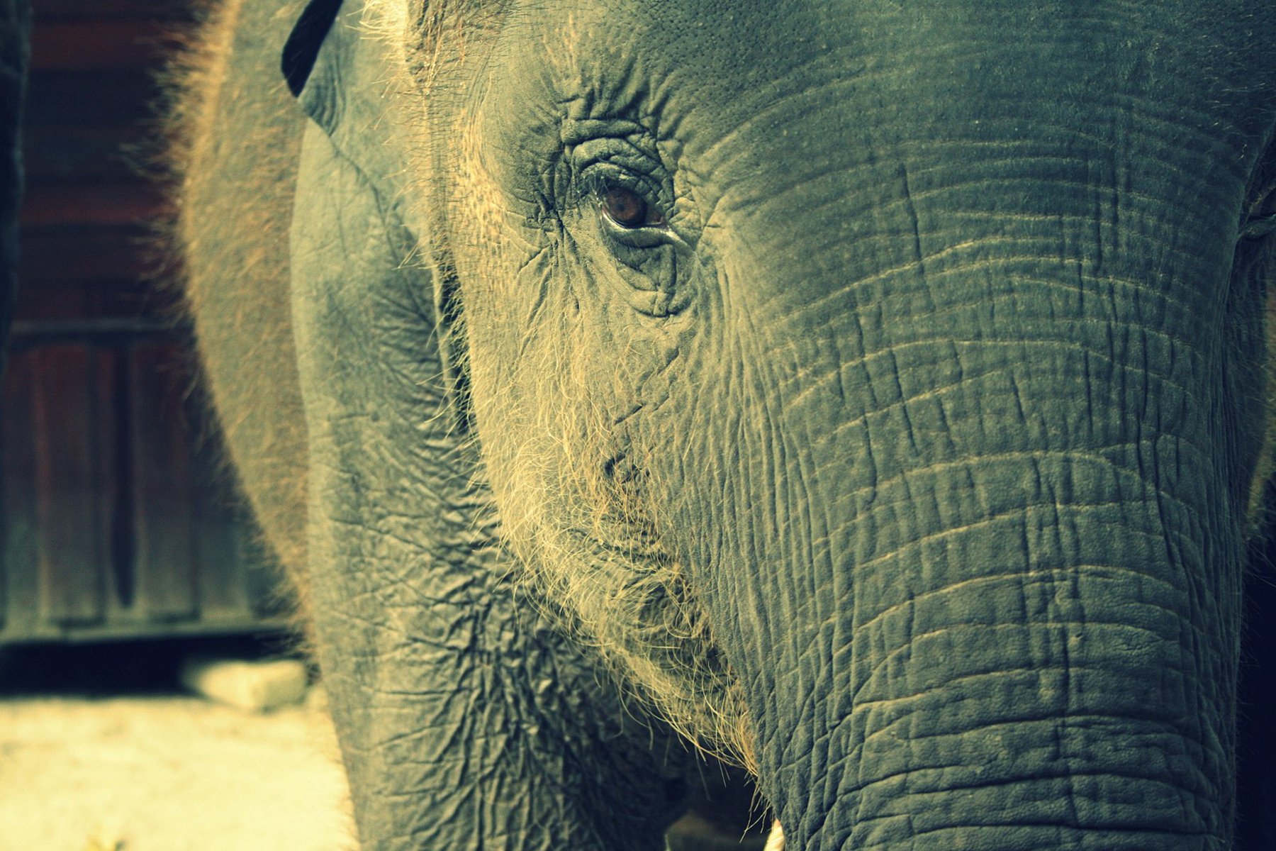 Animal Asian Elephant Wallpaper