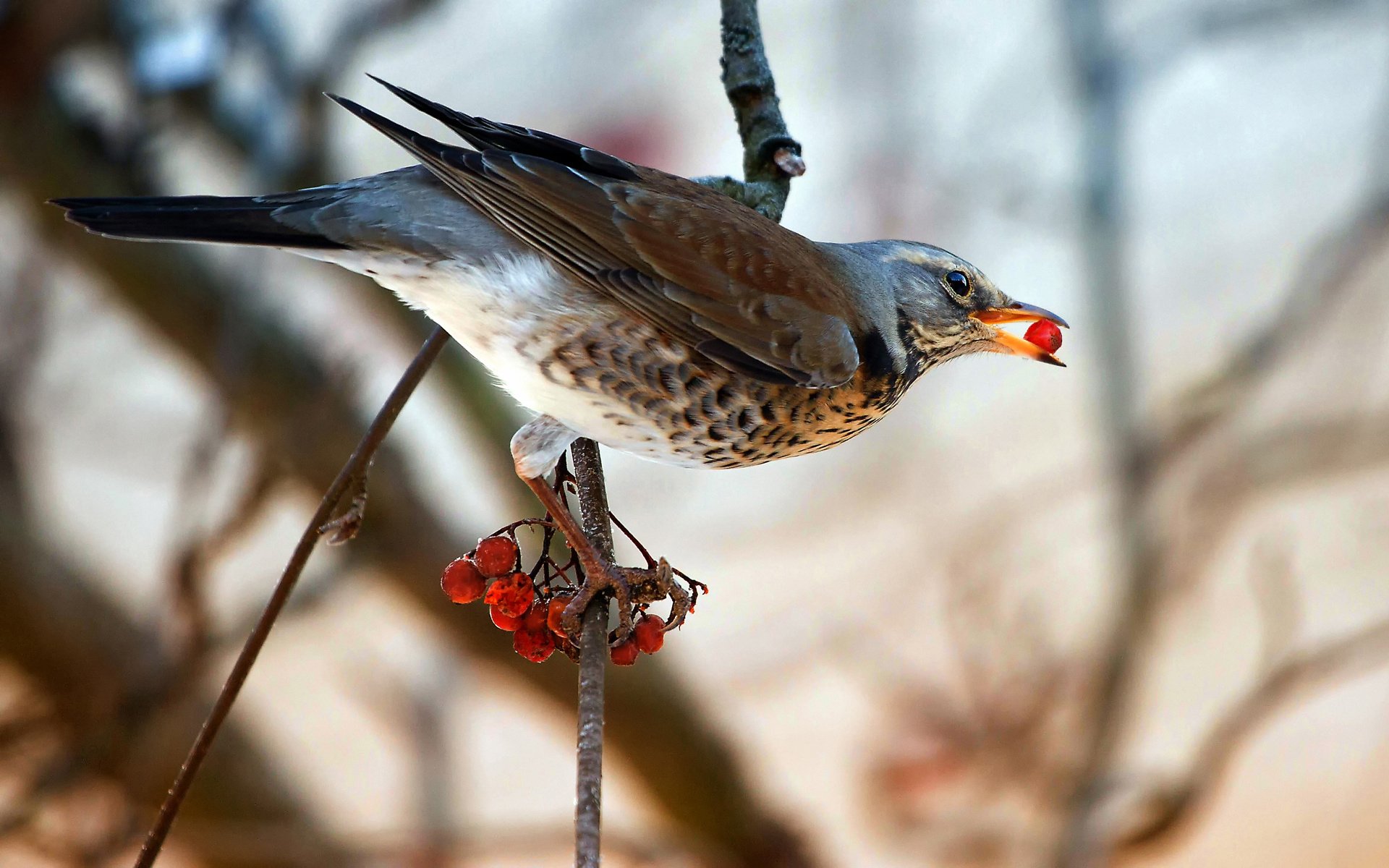 A fieldfare bird perched on a branch, holding a bright red berry in its beak against a blurred natural background, captured in HD for a desktop wallpaper.