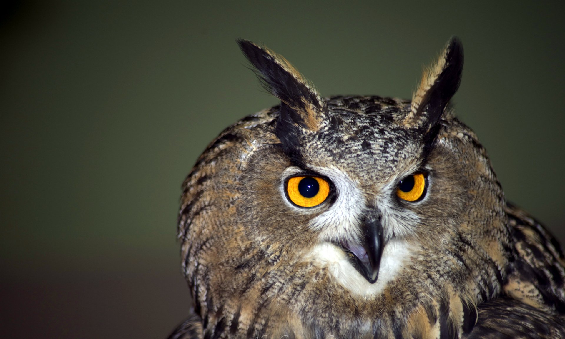 HD PC desktop wallpaper background of an animal — close-up of a great horned owl with piercing amber eyes against a soft green backdrop.