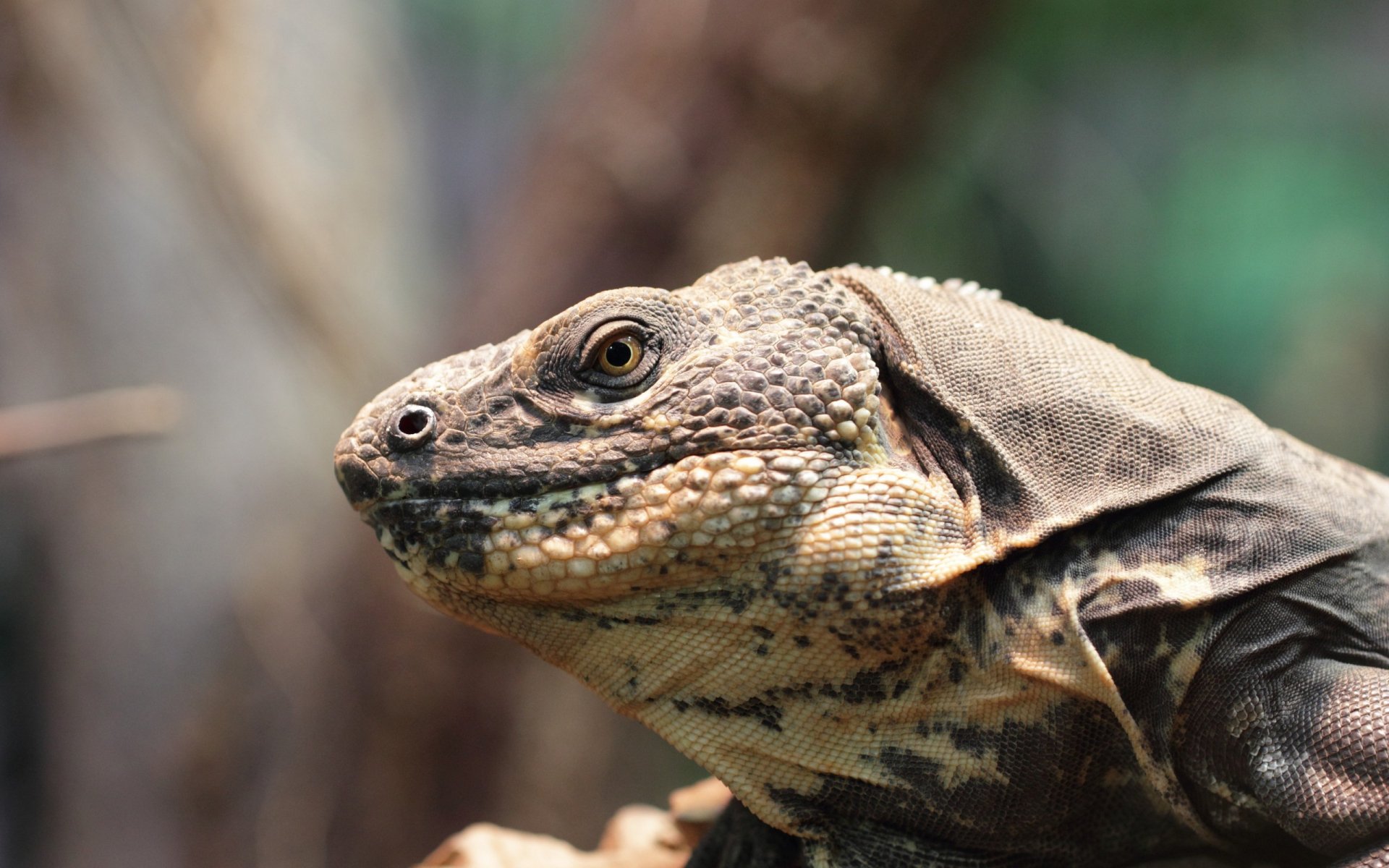 Download Animal Iguana HD Wallpaper