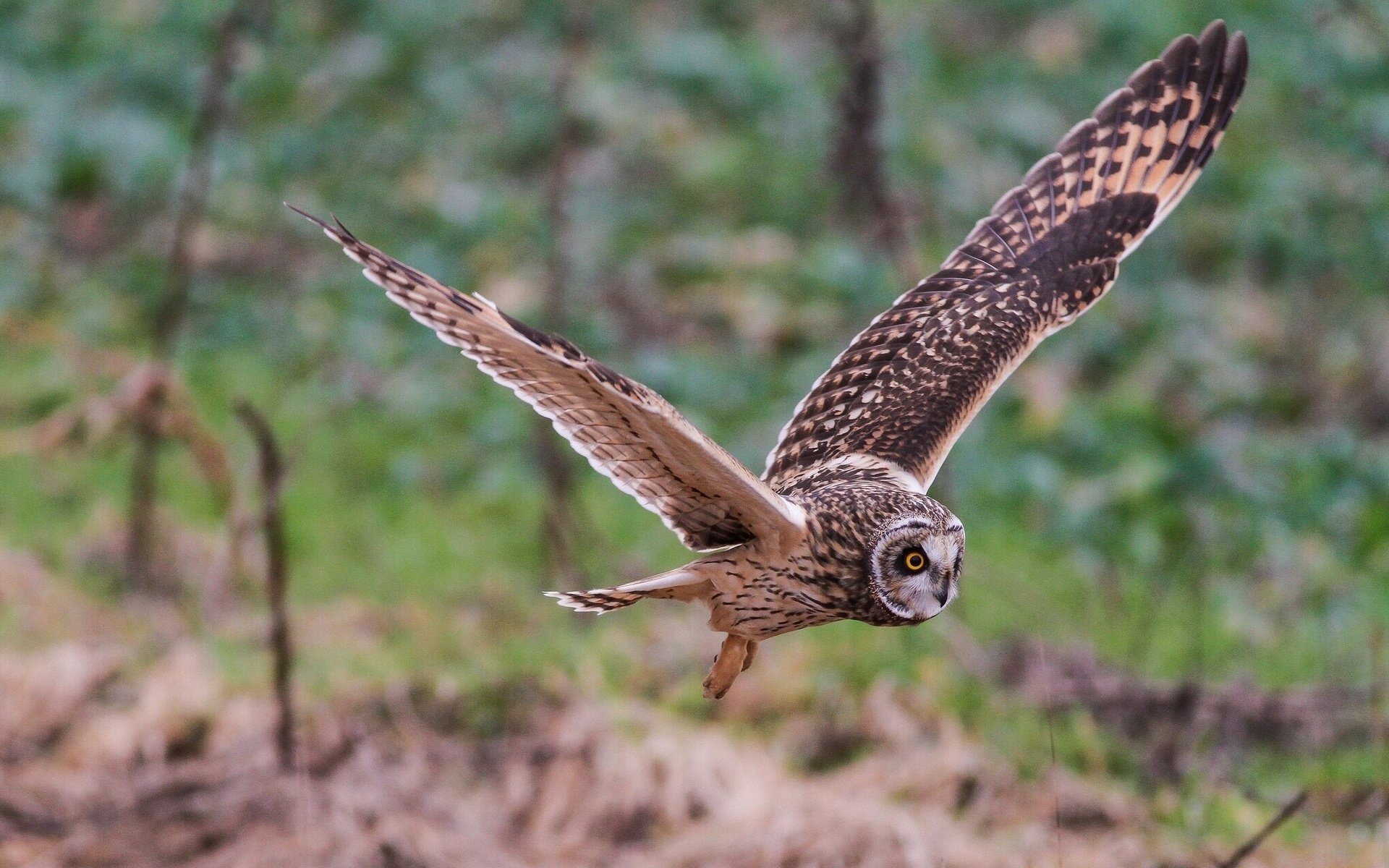 Download Animal Owl Hd Wallpaper