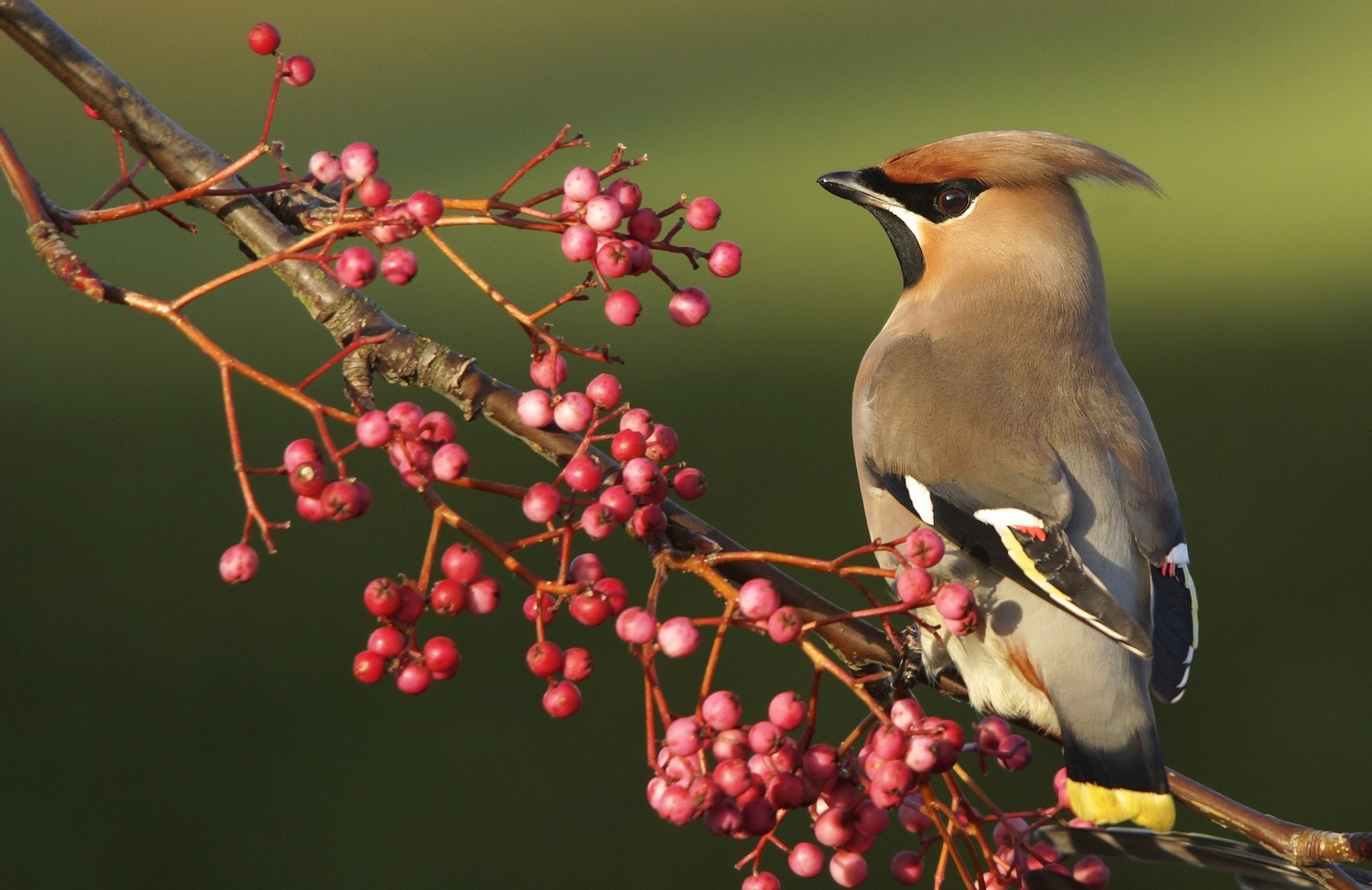 A cedar waxwing perched on a branch with clusters of red berries against a soft green background, captured in HD for a clear desktop wallpaper.