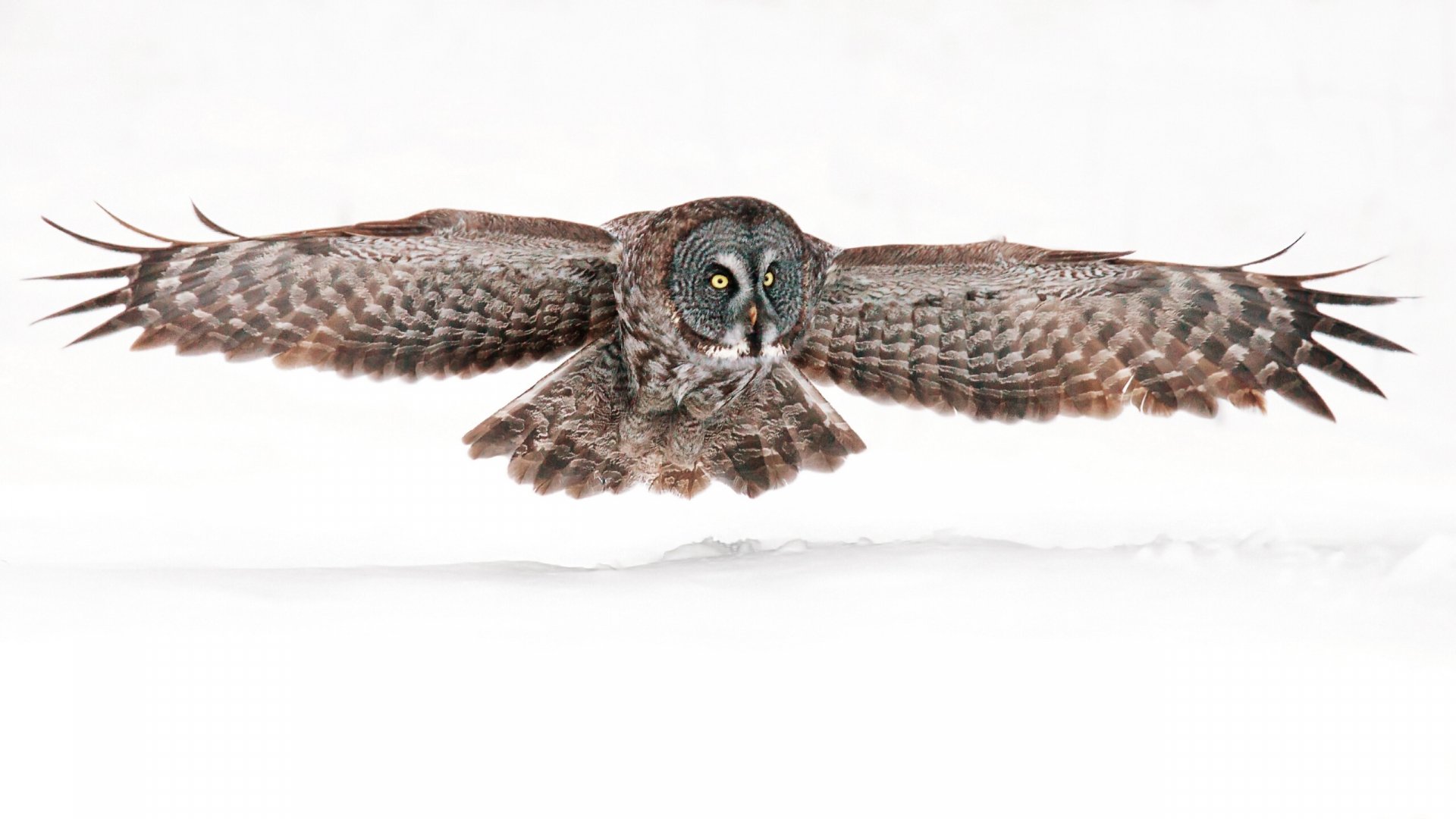 HD PC desktop wallpaper featuring a detailed close-up of a grey owl in mid-flight against a white background.