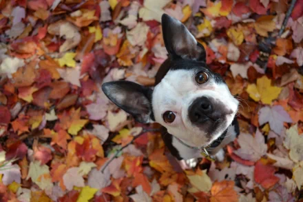 Animal Boston Terrier HD Desktop Wallpaper | Background Image