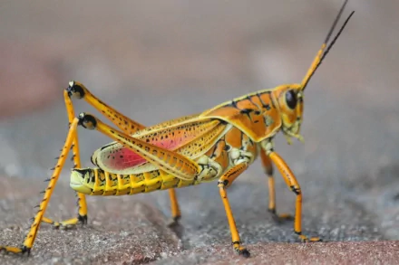 Animal grasshopper HD Desktop Wallpaper | Background Image