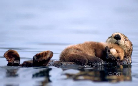 Animal otter HD Desktop Wallpaper | Background Image