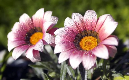 Close-up of vibrant pink flowers adorned with dewdrops, showcasing the beauty of nature. This HD image captures the delicate details for a stunning desktop wallpaper.
