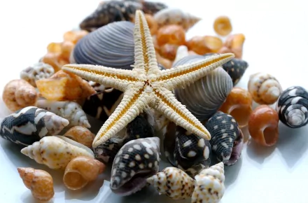 2K Quad HD PC desktop wallpaper showing a close-up of assorted seashells with a central starfish on a reflective white surface, nature, shell.