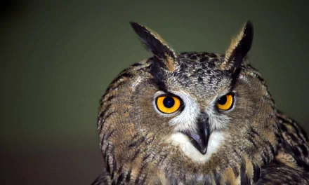 Animal great horned owl HD Desktop Wallpaper | Background Image