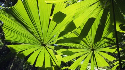 nature jungle HD Desktop Wallpaper | Background Image