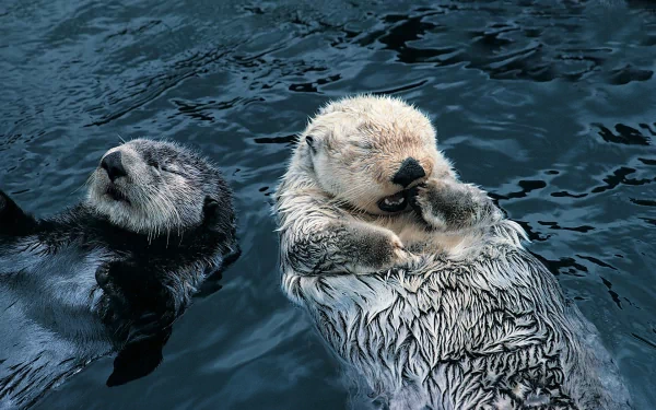 HD PC desktop wallpaper featuring two otters floating calmly on dark water, highlighting their textured fur and relaxed poses in a natural aquatic setting.