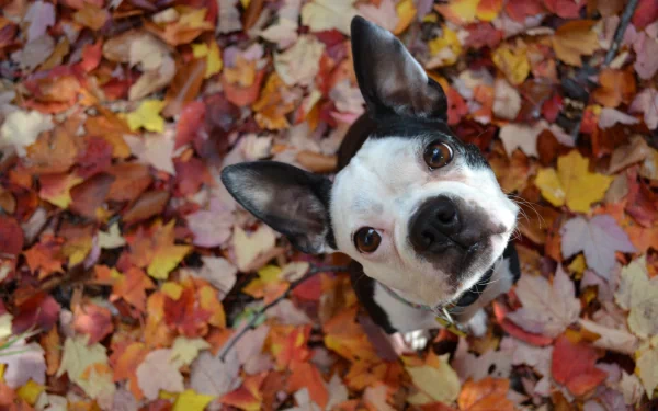 A Boston Terrier looks up amid colorful autumn leaves in this 4K Ultra HD PC desktop wallpaper and background.